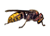 Hornet
