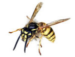 Wasp